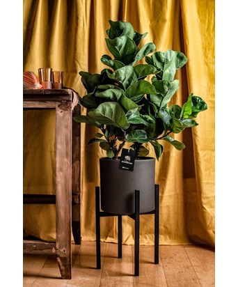 Ayaklı Saksıda Ficus Lyrata 90-100 cm